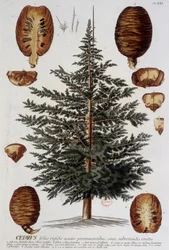 Lámina botánica: Cedro. s.f. siglo XIX