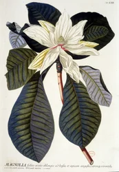 Lámina botánica: Magnolia, flor y rama