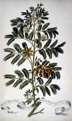 Lámina botánica: Mimosa. Herbario del siglo XIX.