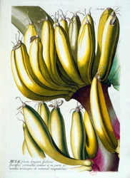Lámina botánica: una dieta de plátanos. s.f. siglo XIX