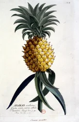 Lámina botánica: piña. Siglo XIX