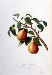 Lámina botánica representando la pera angelica. 1820 - 1822