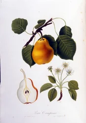 Lámina botánica que representa la pera campana. 1820 - 1822