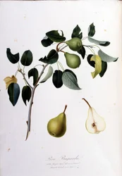 Lámina botánica que representa la pera campana. 1820 - 1822