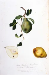 Lámina botánica que representa la pera spadona. 1820 - 1822