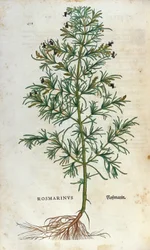 Lámina botánica: romero (rosmarinus). Herbario de Leonhard Fuchs, “Historia Stirpium”, Basilea