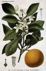 Rama, flor y fruto del naranjo - lámina botánica