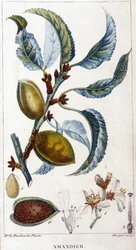 Rama, flor y fruto del almendro - lámina botánica