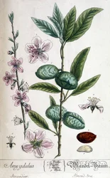 Rama, flor y fruto del almendro