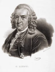 Carl Von Linné naturalista y escritor sueco (1707 - 1778).