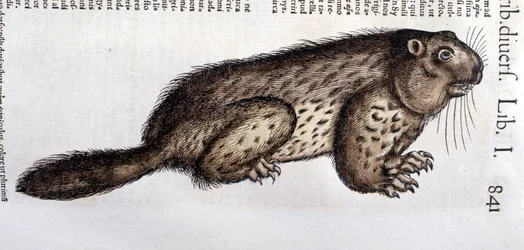 Castor - en “Historia Animalium” de Conrad Gesner, Tiguri