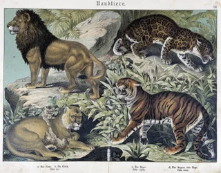 Gatos: león, leona, tigre - en “Historias naturales de mamíferos”, ed. Schreiber
