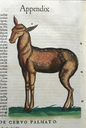 Cérvidos (¿antílope?) en Historia Animalium de Conrad Gesner, Tiguri