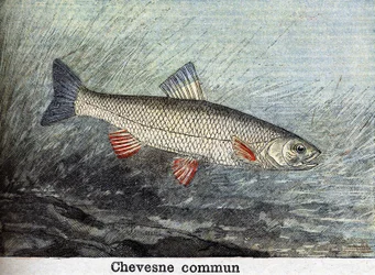 Grabado de Chevense común de 1898