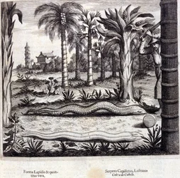 Cobra y serpiente venenosa de la India. “De China Monumenta” de Athanasius Kircher (1601 - 1680), jesuita, orientalista y erudito alemán, Ámsterdam 1667.