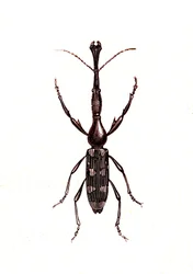 Coleópteros: Brenthus Temminchii