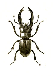 Coleópteros: Hexarthrius Buqueti o Lucanus