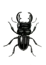 Coleópteros: Odontolarius giganteus