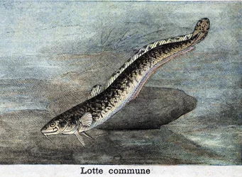 Lotte común grabado de 1898