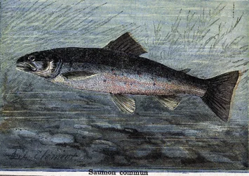 Salmón común. Grabado de 1897