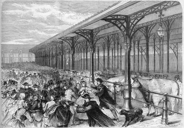 Concurso de bueyes gordos en el Mercado de la Villette en París. Grabado en "El Universo Ilustre"