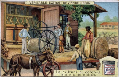 Cultivo de algodón: Fardos y pesaje (EE.UU.). Cromolitografía de Liebig del siglo XIX