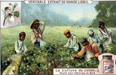 Cultivo de algodón en América del Norte. Cromolitografía Liebig del siglo XIX