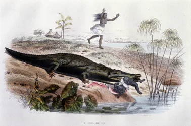 Cocodrilo devorando a un niño - en "Histoire Naturelle" de Lacépède, ed. Furne, París