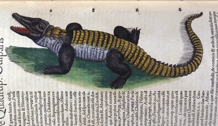 Cocodrilo. en Historia Animalium de Conrad Gesner (1516 - 1565), Tiguri