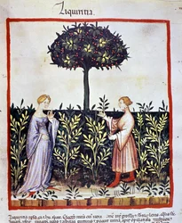 Cultivo de planta medicinal: cosecha de regaliz (madera o raíz). Iluminación del "Tacuinum sanitatis"
