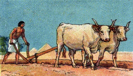 Vida cotidiana en el antiguo Egipto: campesino durante el arado, principios del siglo XX (cromo)