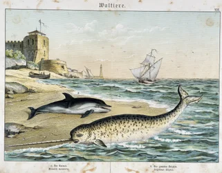 Delfín y narval (o narhwal), un cetáceo - en "Natural Stories of Mammals", ed. Schreiber