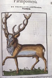 Ciervo después de Historiae animalium por Konrad Gesner, Tiguri