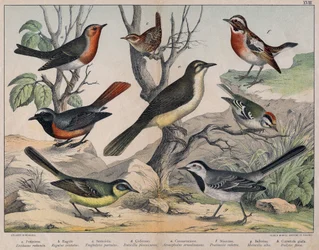 Diverses illustration of birds "History" natural birds". ed. Hoepli, Milán