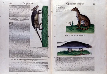 Doble página de Historia Animalium por Conrad Gesner, Tiguri