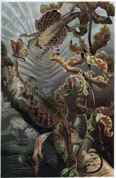 Draco volans, variedad de lagarto arbóreo - Draco (género) (dragones voladores) - grabado de 