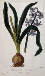 Jacinto oriental (Hyacinthus Orientalis) Lámina botánica de plantas asiáticas del siglo XIX