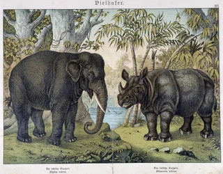 Elefante y rinoceronte - en "Natural histories of mammals", ed. Schreiber, Múnich