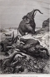 Elefantes subiendo la orilla de un río, en relato de una expedición a África Central encargada por Sir Samuel White Baker, "Tour du monde"