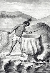 Grabado que representa una variedad de esponja llamada Cáliz de Neptuno (Thalassema Neptune)