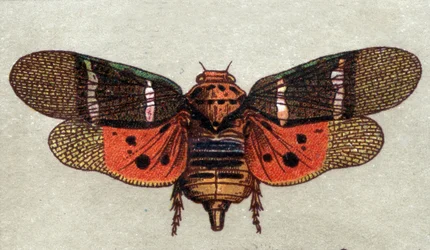 Entomología: representación de una cigarra con nueve manchas, serie de insectos, principios del siglo XX (cromo)