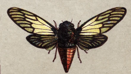 Entomología: representación de una cigarra roja, serie de insectos, principios del siglo XX (cromo)