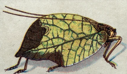 Entomología: representación de una hoja errante, serie de insectos, principios del siglo XX (cromo)