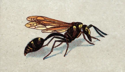 Entomología: representación de un arqueo guepe, serie sobre insectos, principios del siglo XX (cromo)