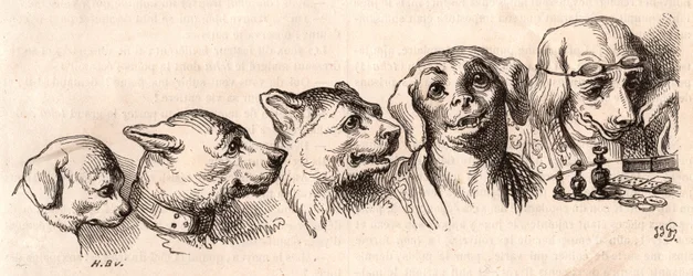 Evolución de un perro a forma humana