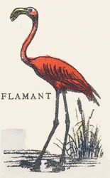 F: flamenco