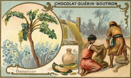 Tela hecha con fibra de cáscaras de plátano. Cromolitografía, embalaje de chocolates Guérin Boutron.