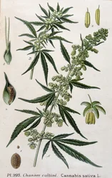 Planta de cannabis femenina. Grabado del siglo XIX