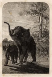 Elefanta protegiendo a su cría de cazadores de jabalinas de Zambeze. Grabado para ilustrar los primeros viajes del Dr. Livingstone al sur de África de 1840 a 1856, en 