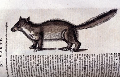 Animal de piel - en Historia Animalium por Conrad Gesner (1516 - 1565), Tiguri